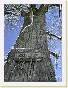kirchenlinde * Die Linde wurde bereits 1570 und 1584 urkundliche erwähnt und dürfte schon damals ein mächtiger Baum gewesen sein. * 480 x 640 * (56KB)