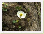 alpen-hahnenfuss * Alpen-Hahnenfuß (Ranunculus alpestris) * 3488 x 2616 * (4.52MB)