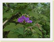 geranium-sylvaticum * Wald-Storchschnabel * 3488 x 2616 * (4.57MB)