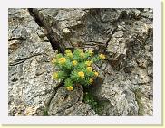 rhodiola-rosea * Rosenwurz (Rhodiola rosea) in einer Felspalte. * 3488 x 2616 * (4.95MB)