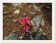 verlorengegangene-almrauschbluete * Auf dem Weg von Wanderern verloren Almrauschblüte. * 3488 x 2616 * (4.64MB)