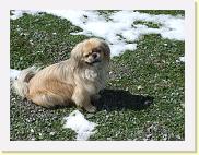 klein-murmeltier * Dies ist kein Murmeltier - sondern unser Hund Kiwi. * 3488 x 2616 * (4.8MB)