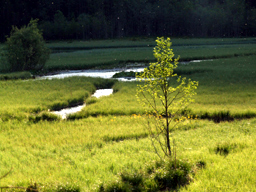 durchwachsener Jägersee im südlichen Bereich (19. Mai 2007)