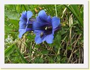 kalk-glocken-enzian * Der Enzian wohl eine der bekanntesten Alpenblumen und ist auch auf der österreichische 1-Cent-Münze abgebildet. 

Dieser hier wird Echter Alpenenzian (Gentiana clusii) aber auch Clusius-Enzian oder Kalk-Glocken-Enzian genannt. 

Der blaue Enzian wird aber nicht, wie viele Etiketten suggerieren, zum Schnapsbrennen verwendet, sondern meist die Wurzeln des gelben Enzians. 

Sehr ähnlich ist auch der Silikat-Glocken-Enzian, der jedoch Kalk meidet und im Kelch fünf grüne Flecken hat.
  * 3488 x 2616 * (4.56MB)